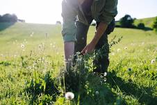 Pasture Foraging at Deer Run Acres