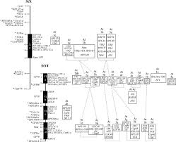 Image result for Lefebvrea longipedicellata