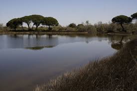 La Camargue Gardoise Grand Site De France Camargue France Paysage