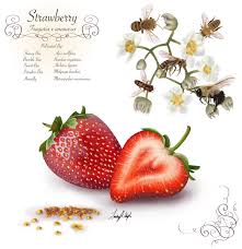 You can do the same thing in your garden to be sure you maximize your harvest. Pollinator Partnership On Twitter Funfactfriday Strawberries Are Pollinated By Honey Bees Bumble Bees Sweat Bees Stingless Bees And Hover Flies Illustration By Lindsay Wright Https T Co Tmfysaht4u