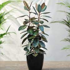 The rubber tree plant— botanical name is ficus elastica—is a hardy houseplant that is very easy to care for.the plant also has names such as indian rubber tree, rubber fig, and indian rubber bush. Rubber Plants For Sale Fastgrowingtrees Com
