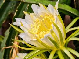 It is an exotic fruit of various types of cactus native to south america. How To Grow And Care For Dragon Fruit Cactus Pitaya Plant Florgeous