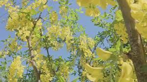 Image result for Laburnum anagyroides