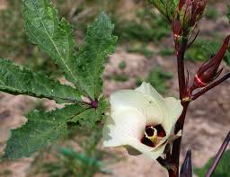 Image result for Hibiscus barbosae
