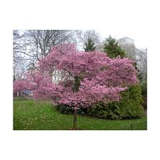 This is the official japanese cherry blossom kwanzan tree. Kwanzan Flowering Cherry Tree Growers Solution