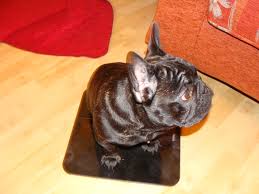 A visual chart that explains the body condition and what to look for in a french bulldog ideal weight. French Bulldog Little French Man