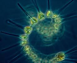 Image result for drop of seawater microscope