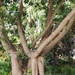 Image result for Ficus craterostoma