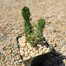 Image result for Opuntia monacantha
