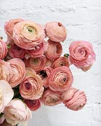Evelina On Instagram Ranunculus Addition Famous Last Words Flower Lover Beautiful Flowers Pretty Flowers
