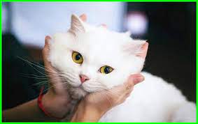 January 7, 2018october 9, 2017. Gambar Kucing Lucu Imut Dan Paling Menggemaskan Sedunia Dunia Fauna Hewan Binatang Tumbuhan