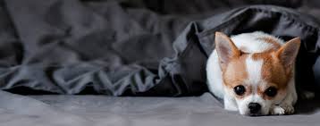 Trainpetdog.com has been visited by 10k+ users in the past month Why Does My Dog Chew On Blankets Wag