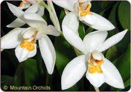 Mountain Orchids Orchids Plants For Discriminating Tastes Orchid Plants Orchids Orchid Flower
