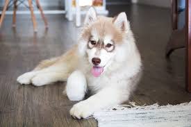 Especially if you have a. Husky Puppies Everything You Need To Know The Dog People By Rover Com