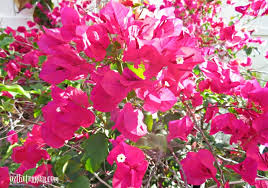 Maybe you would like to learn more about one of these? South Florida Flowers For Dory Oz The Terrier Lifestyle Dog Blog