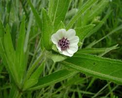 Image result for Aspilia kotschyi