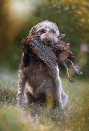 Image result for slovenský ohař hrubosrstý