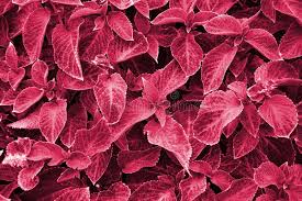 Image result for Coleus rhodesianum