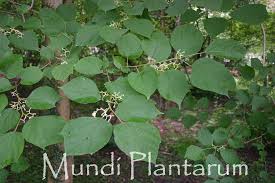 Image result for Alangium chinense