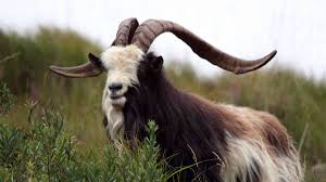 The editors of purehealthmd due to both health and environmental reasons,. Goatherder Wanted For Ireland S Newest Conservation Project