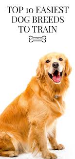 Top 10 Easiest Dog Breeds To Train Proud Dog Mom Top Dog Breeds Dog Breeds Family Dogs Breeds