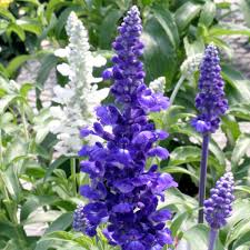 Image result for Salvia farinacea