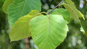 Oferta szkółki densiflora skierowana jest do osób. Betula Maximowicziana Treeebb Wyszukiwarka Drzew On Line Szkolka Ebben