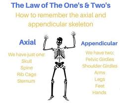 This diagram determines the possible causes of a specific event or problem. What Is The Structure Of A Long Bone L2 And L3 Anatomy Revision