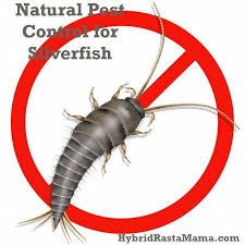 Haven't really tried electronic pest controllers but i think they must work on some or all pest especially ants i've. Natural Pest Control For Silverfish Bestpestcontrol Pesttreatment Pestcontrol Doityourselfpestcontrol Pestcontrolservices Pestrepell Myggmedel Spray Insekter