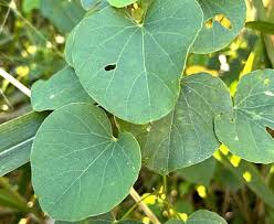 Image result for Cissampelos