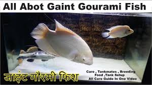 Pin On Gourami