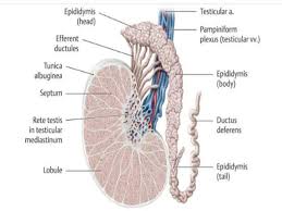 Please know the 5 structures of the testes slide labeled (testis section 400x). Testis Labeled Diagram Online Schematic Diagram