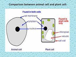 We did not find results for: L Ab 1 Parts Of Light Microscope And Plant Cellular Components Ppt Download
