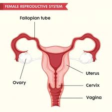 Females make millions of eggs every day. Female Reproductive Organs Images Free Vectors Stock Photos Psd