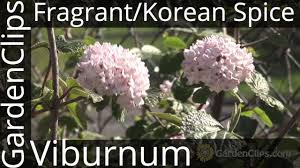 Walmart.com has been visited by 1m+ users in the past month Fragrant Viburnum Or Koreanspice Viburnum Viburnum Carlesii Aurora How To Grow Viburnum Youtube