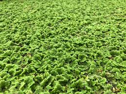Image result for Azolla