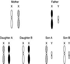 This sex adventure game is full of text and multiple ending scenarios. Sex Linkage An Overview Sciencedirect Topics