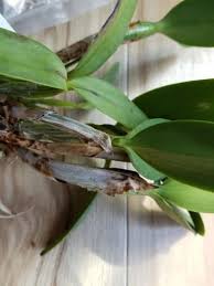 カトレアの植え替えと育て方 カトレアの復活プロジェクト
