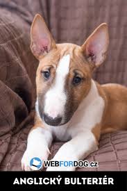 Image result for bulteriér