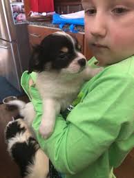 Hearts and Paws Rescue Dog Food and Supply Donations Needed