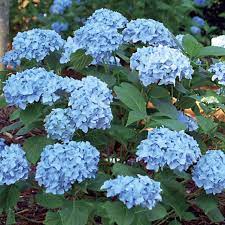 Mini Penny Mac Hydrangea Flowering Hydrangea Care Hydrangeas For Sale Planting Hydrangeas