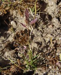Image result for Danthoniopsis pruinosa