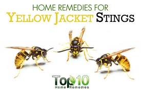 Home Remedies For Yellow Jacket Stings Top 10 Home Remedies Yellow Jacket Sting Yellow Jacket Sting Treatment Yellow Jacket Sting Remedy