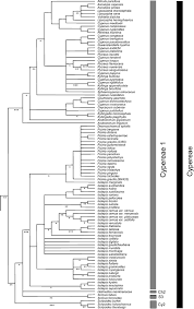 Image result for Ascolepis capensis