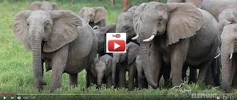 Download Welcome To Elephantvoices