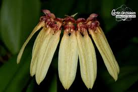 Image result for Bulbophyllum longiflorum