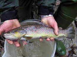 Esistono molte specie di trota. Aperta La Pesca Alla Trota Istituite Le Zone No Kill Dove Il Pesce Va Reimmesso Nel Fiume Una Volta Catturato