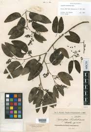 Image result for Guibourtia schliebenii