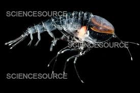 Image result for Amphiasma