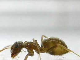 Portuguese portanto não há nada ali para a formiga. Formiga Ameaca Portugal Tecnologia Correio Da Manha